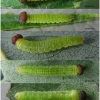 apat metis larva1 volg